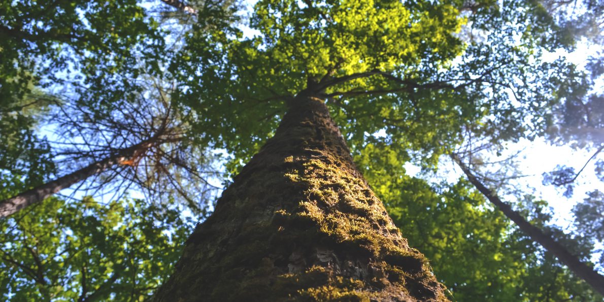 freestocks-org-87941-unsplash