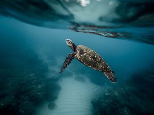 The Long Swim was driven by a desire to fully protect 30% of the world's oceans.