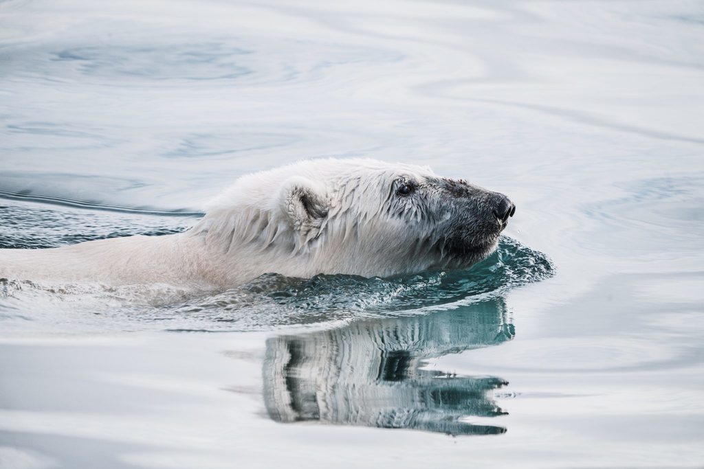 Emotive images, such as the isolated polar bear, are an important part of communicating climate catastrophe.