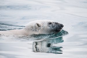 Emotive images, such as the isolated polar bear, are an important part of communicating climate catastrophe.