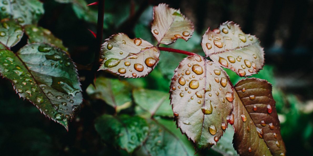 kelly-sikkema-313553-unsplash