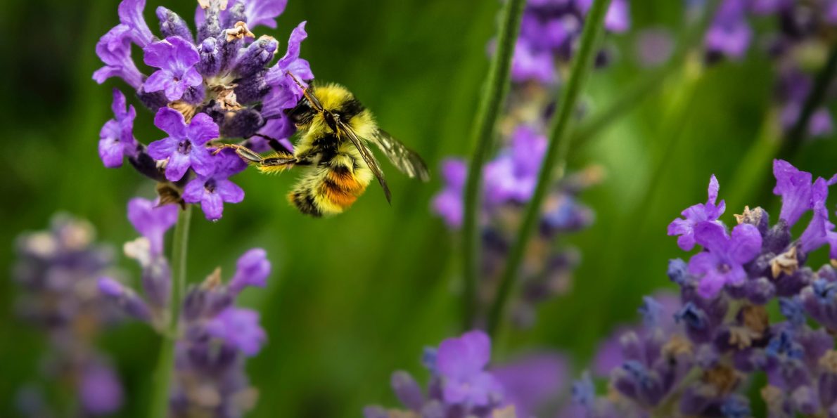 jenna-lee-122713-unsplash One million species are at risk blog header image