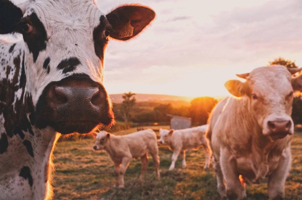 sustainability friends and family body image 4 - cows in a field at sunset