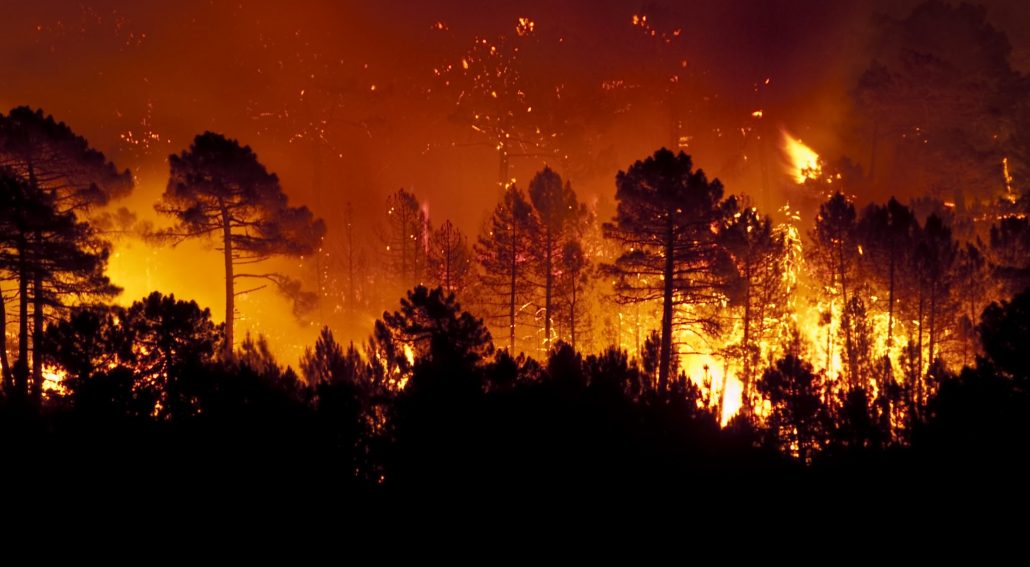 AdobeStock_200562584 amazon is burning - header image