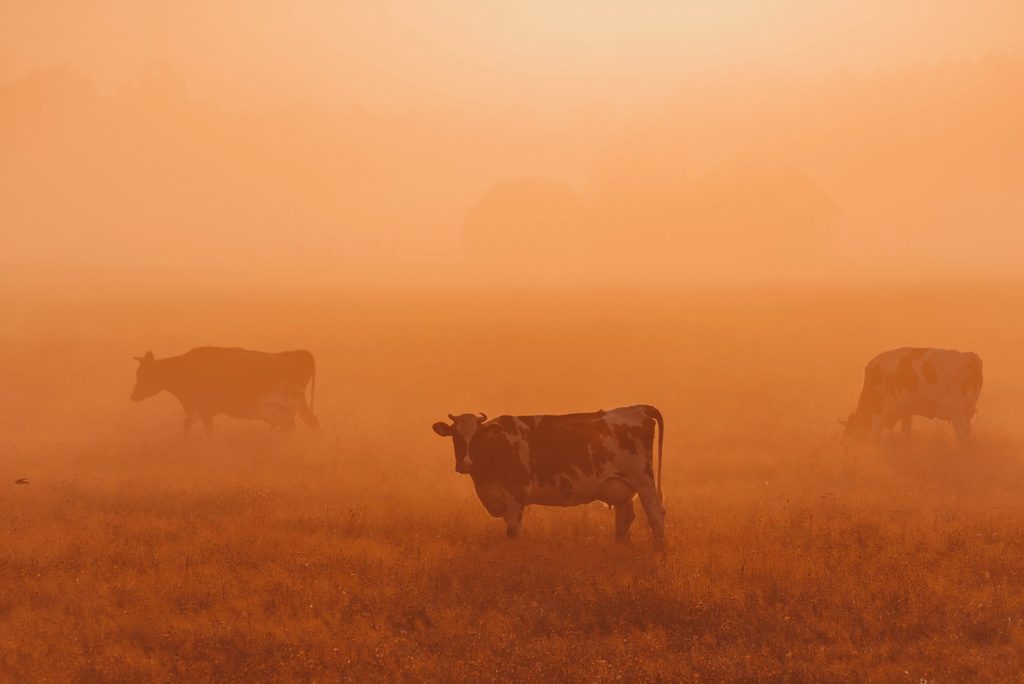 amazon is burning - body image 1 - cows in smoke with orange glow