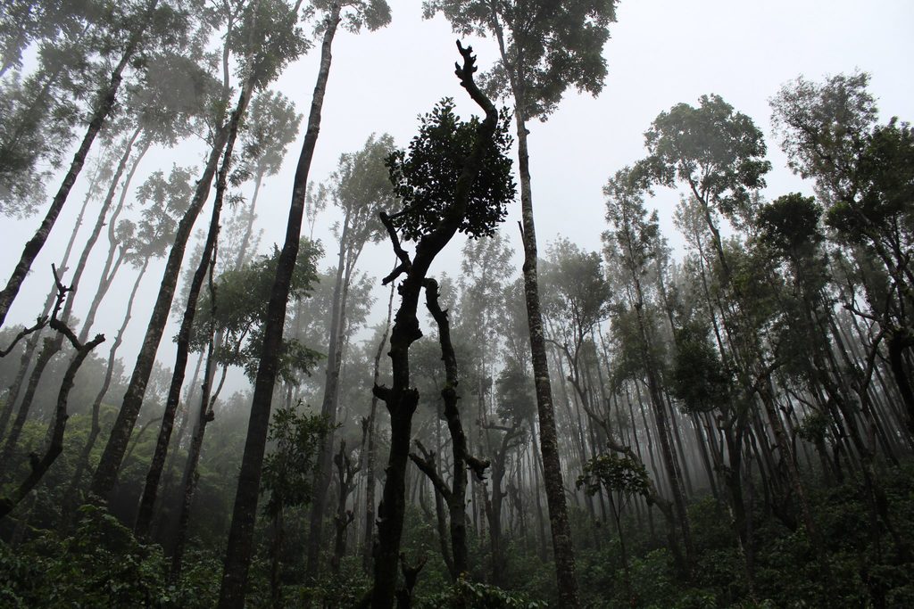 amazon fires - body image 1 - misty forest scene