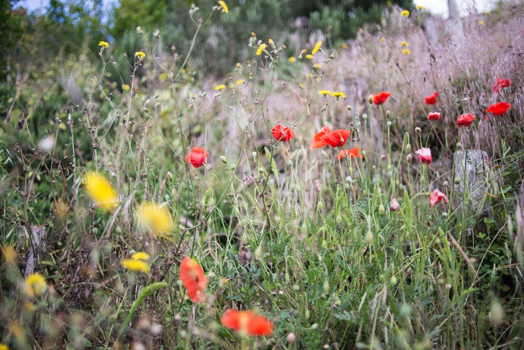 green space sustainability body image 2 - wildflowers