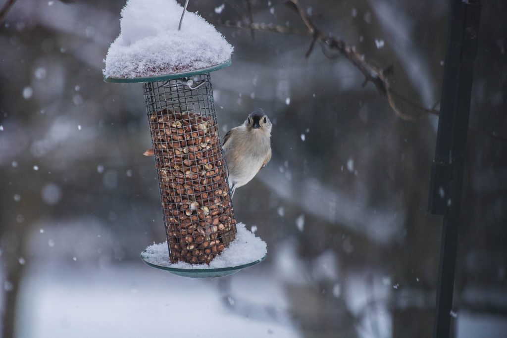 reconnect with sustainability - body image 3 - bird on feeder during the winter