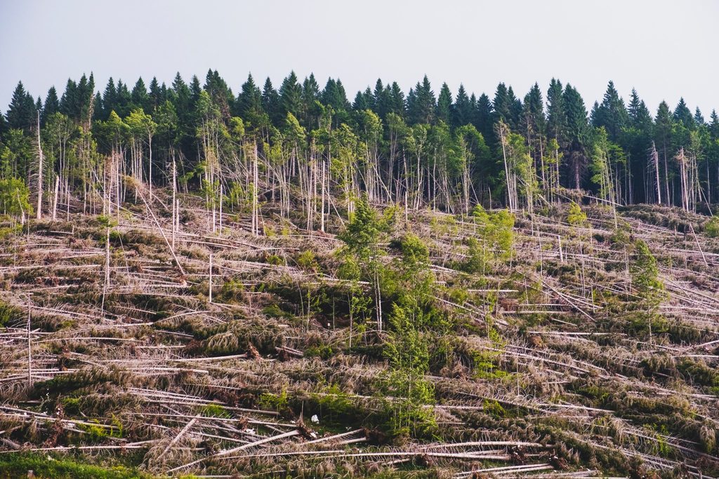 climate crisis - deforestation 