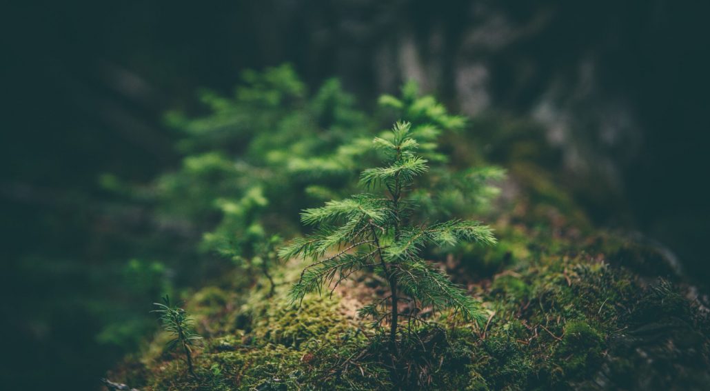 matthew-smith-Rfflri94rs8-unsplash climate action good news header