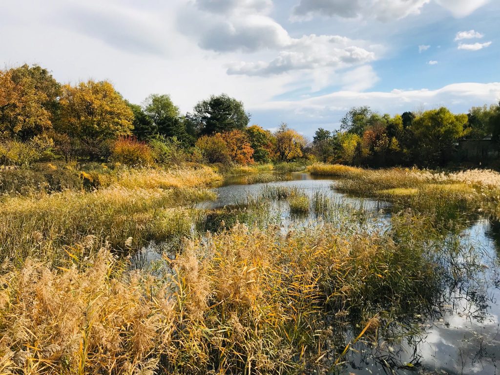 positive climate action wetlands