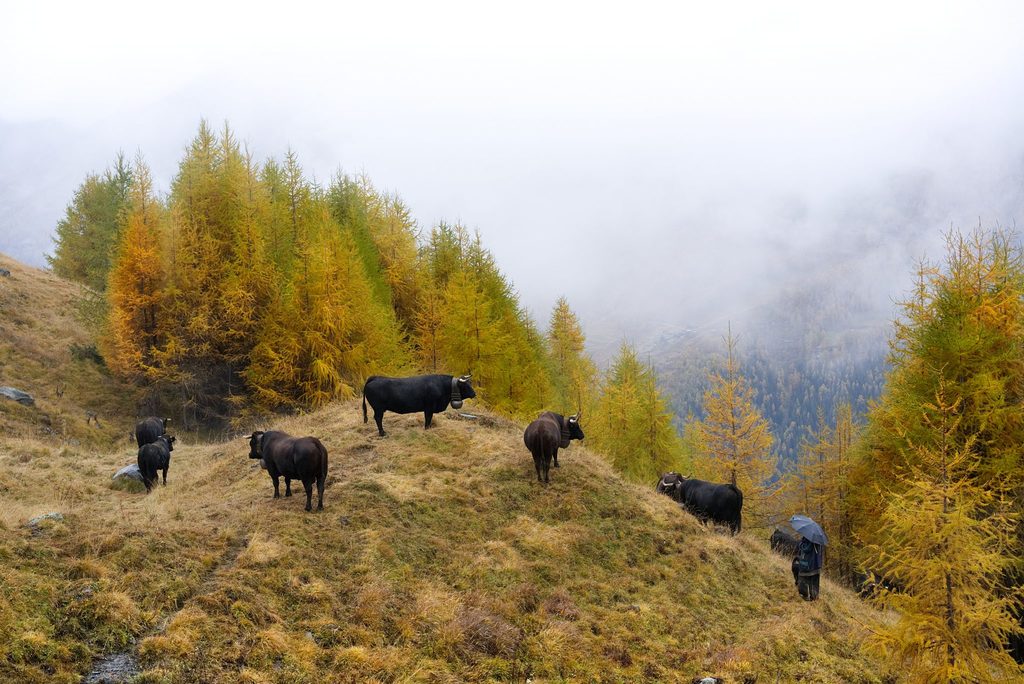 climate crisis - cows on a mountain