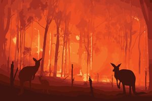 australia wildfire taking animals homes