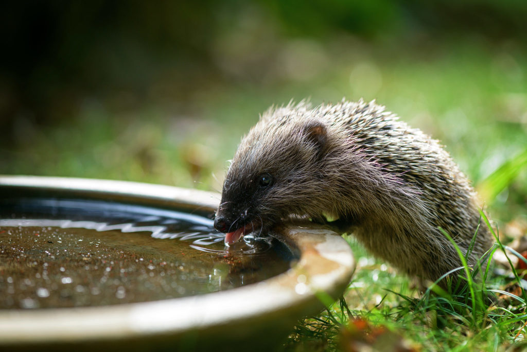 small hedgehog drinking water