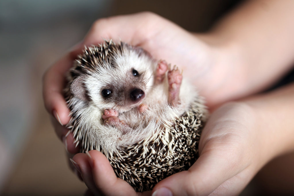 tiny hedgehog in the hands of a human