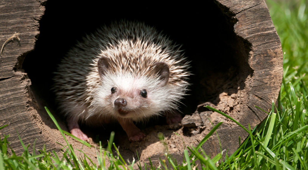 hedgehog in the wood