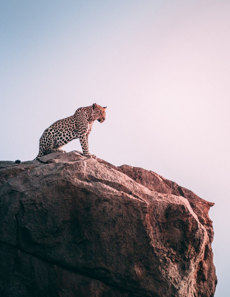 untamed references a cheetah as a metaphor and this is a cheetah on top of a rock