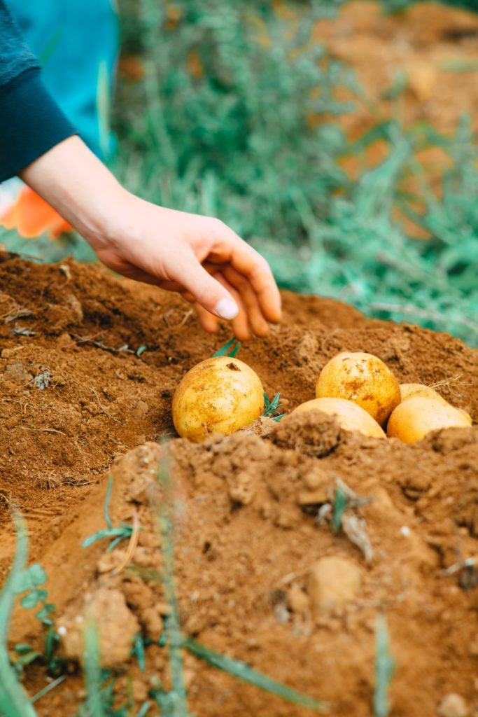 potatoes being pulled from the ground. Growing food is a key part to ending hunger in line with the united nations sustainable development goals