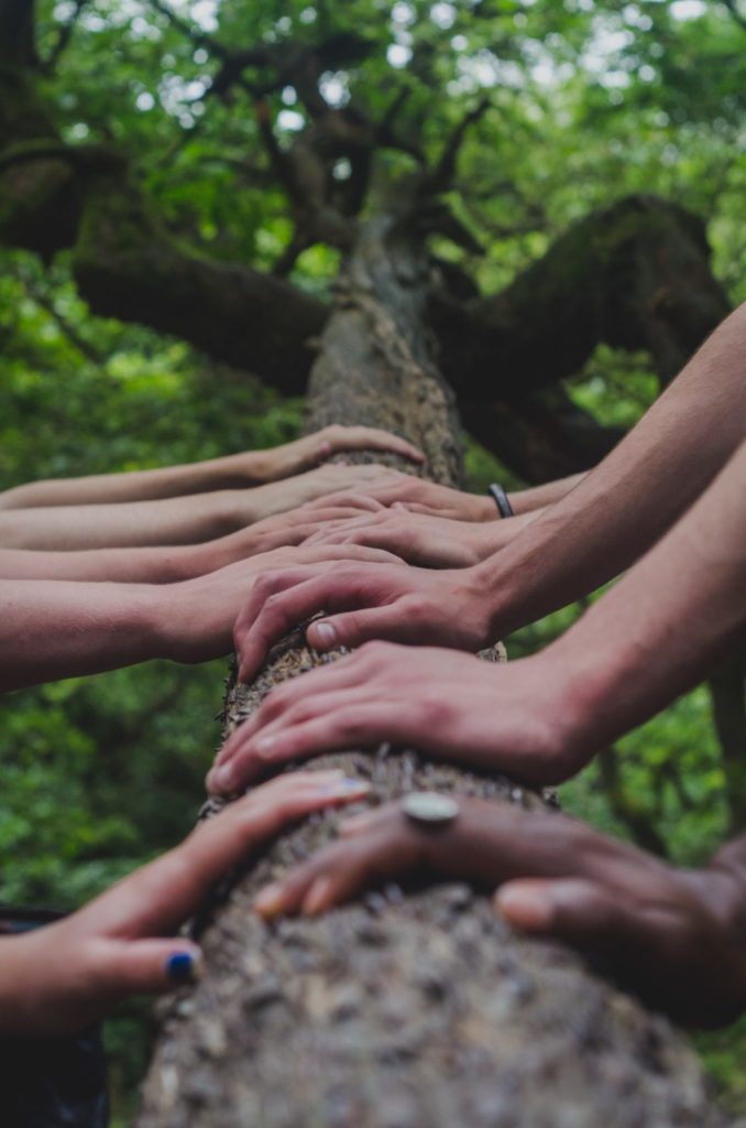 hands on a tree stump demonstrating collaboration around the united nations sustainable development goals 